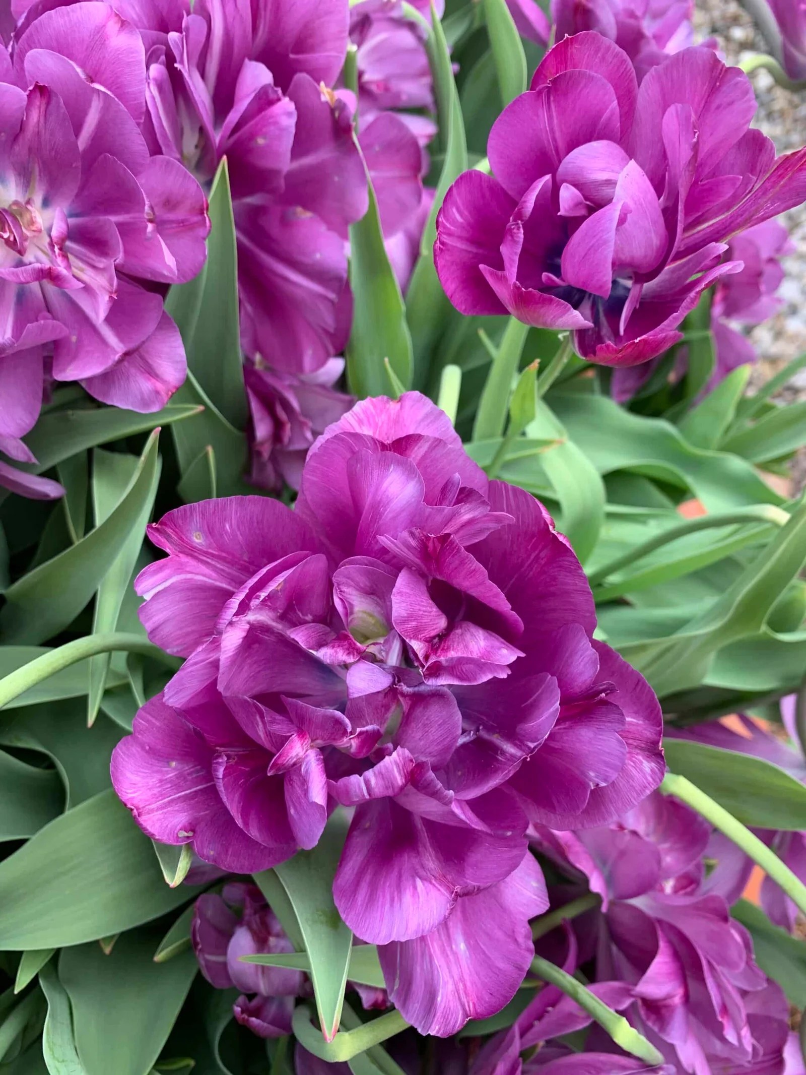 Big Bloom Yew Dell Botanical Gardens