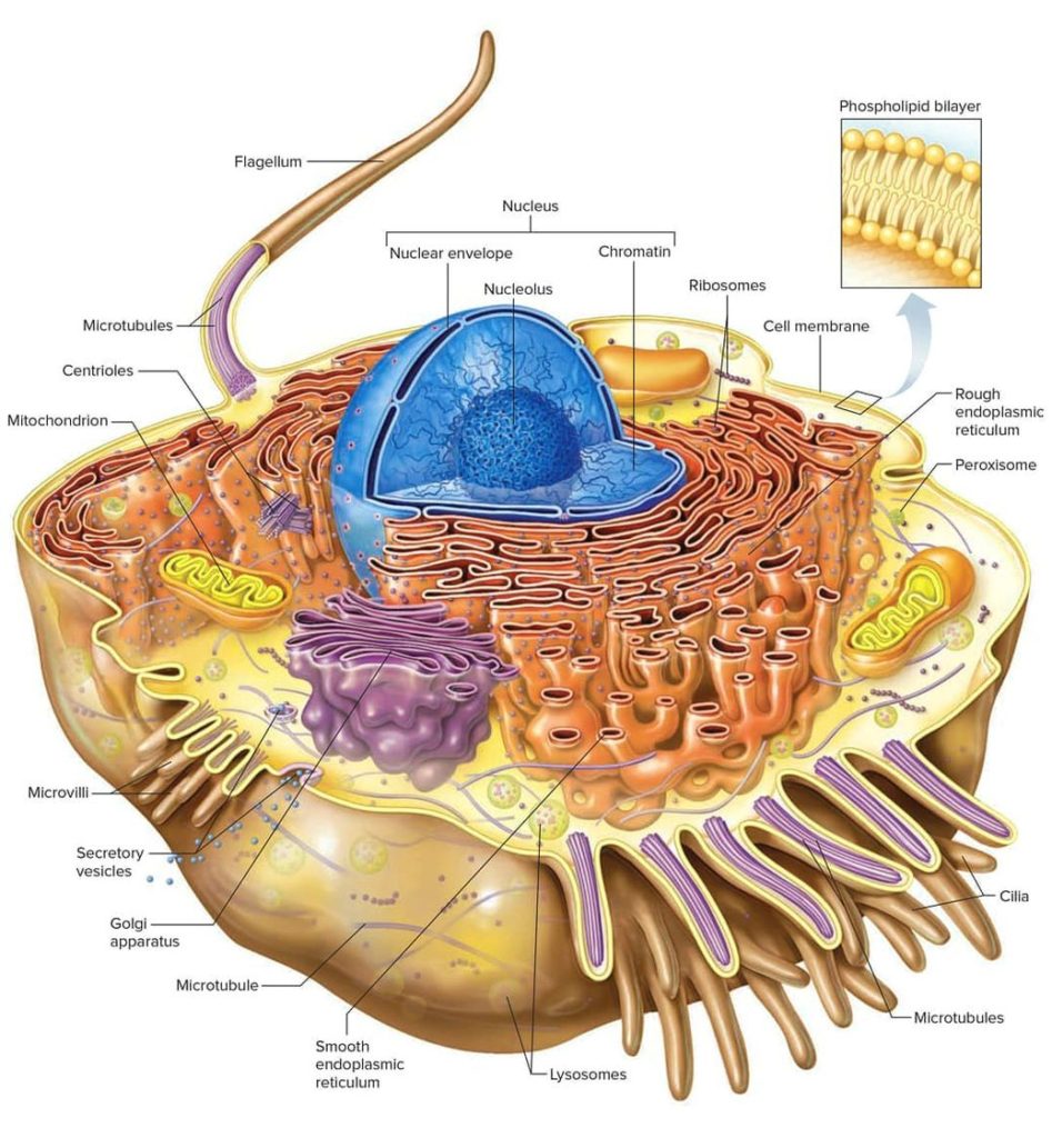 Cell biology cell structure - Ygraph