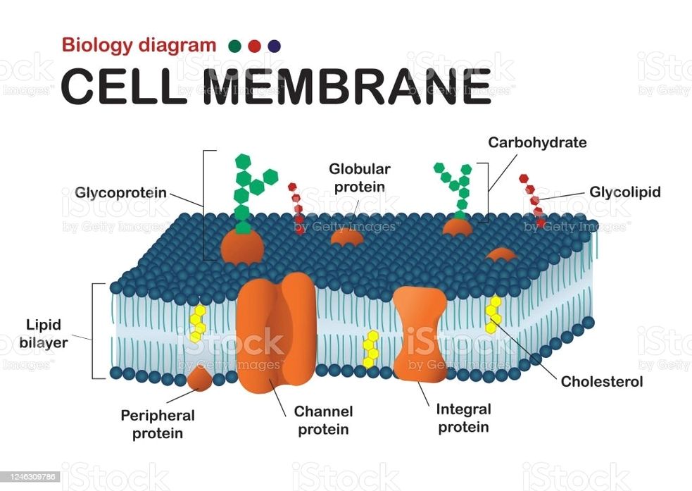 Cell membrane diagram - Ygraph