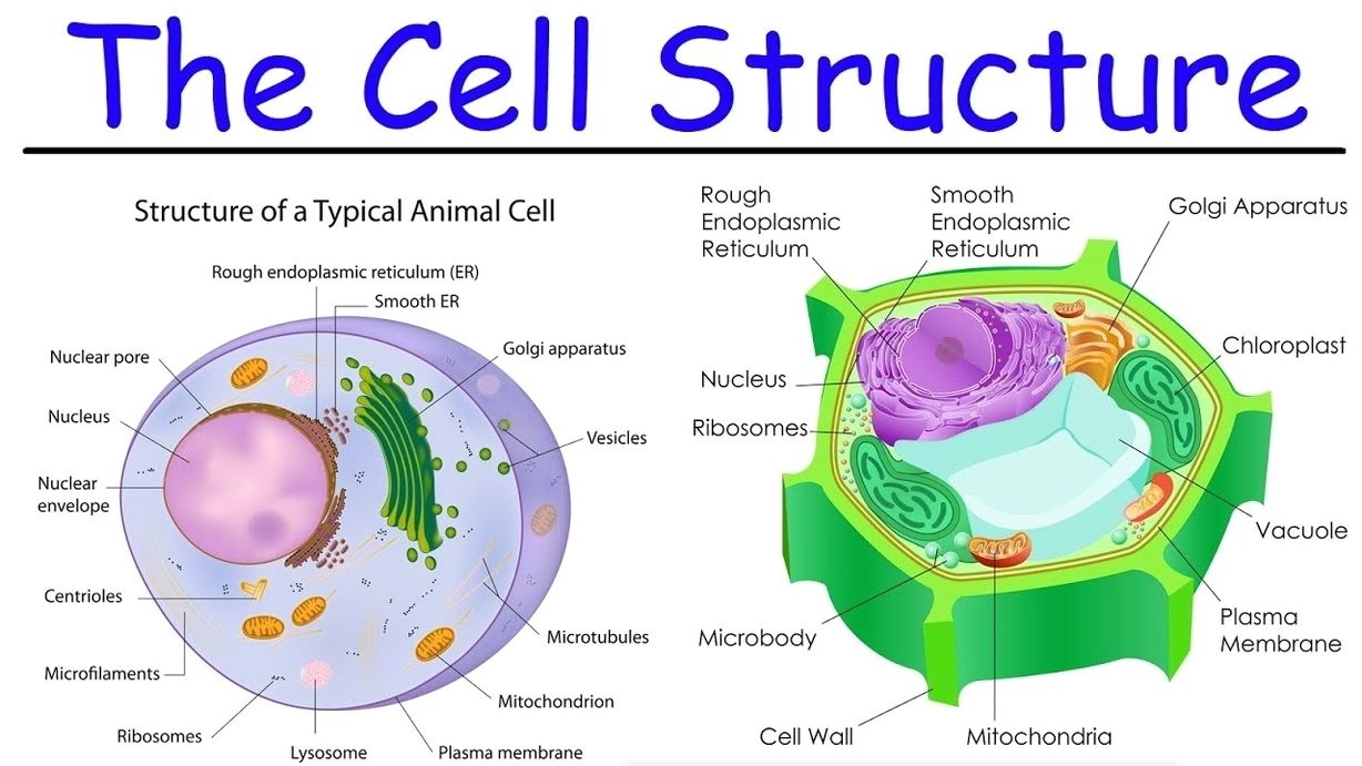 Cell structure explained - Ygraph
