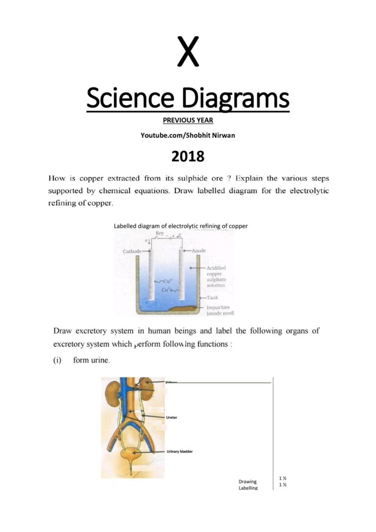 Class 10 Science Diagrams Ygraph