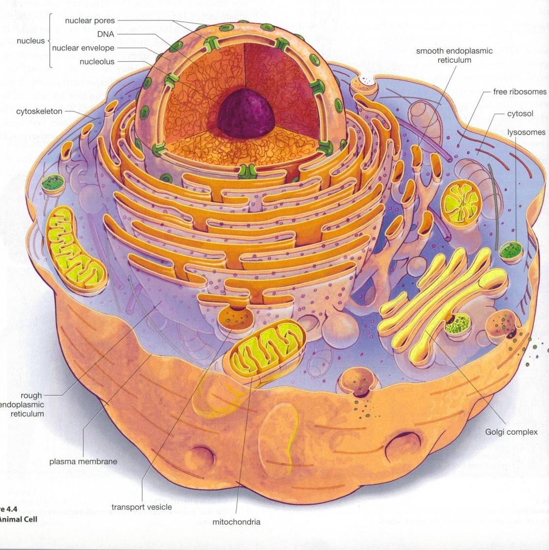 Eukaryotic Cell Structure Diagrams - Ygraph
