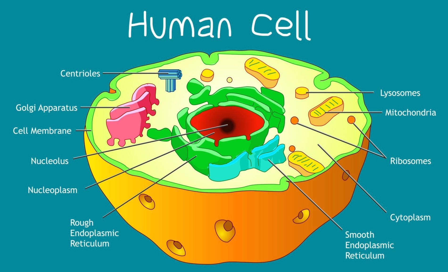 Human cell structure - Ygraph