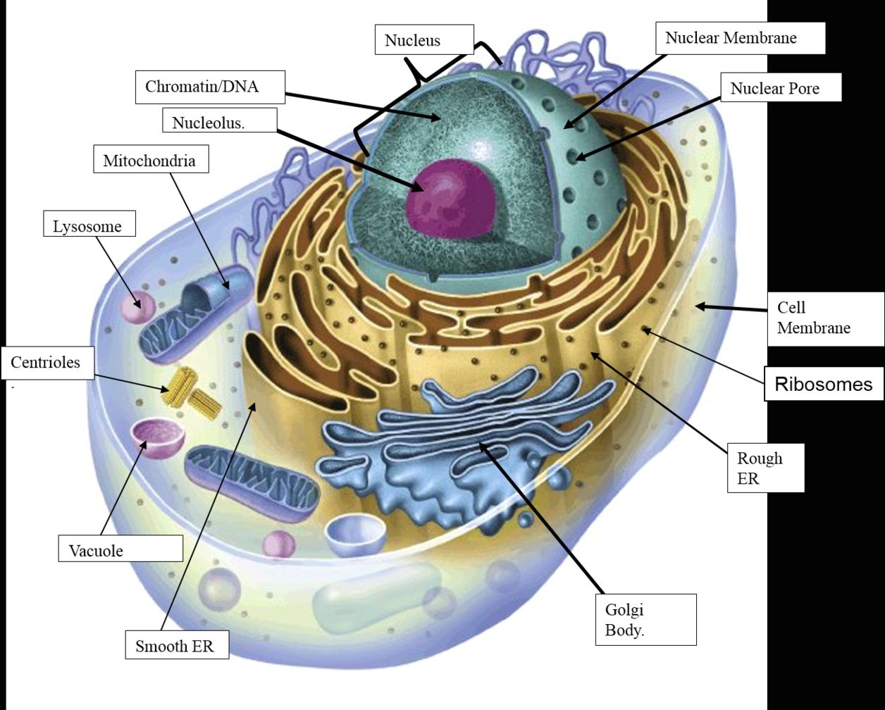 Plant and animal cell diagram - Ygraph