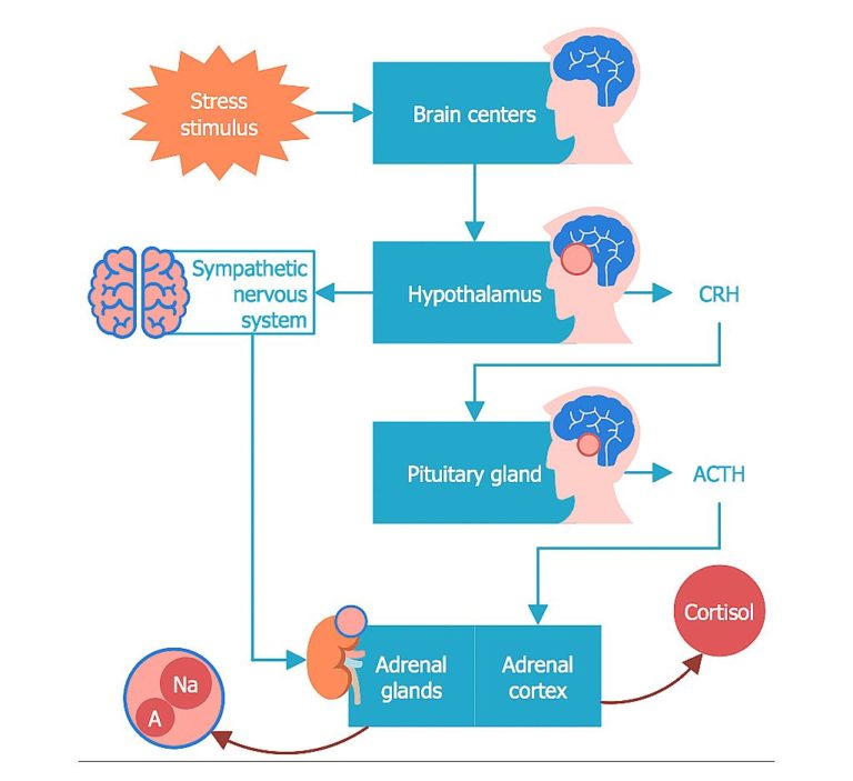 Stress and nervous system explained Ygraph
