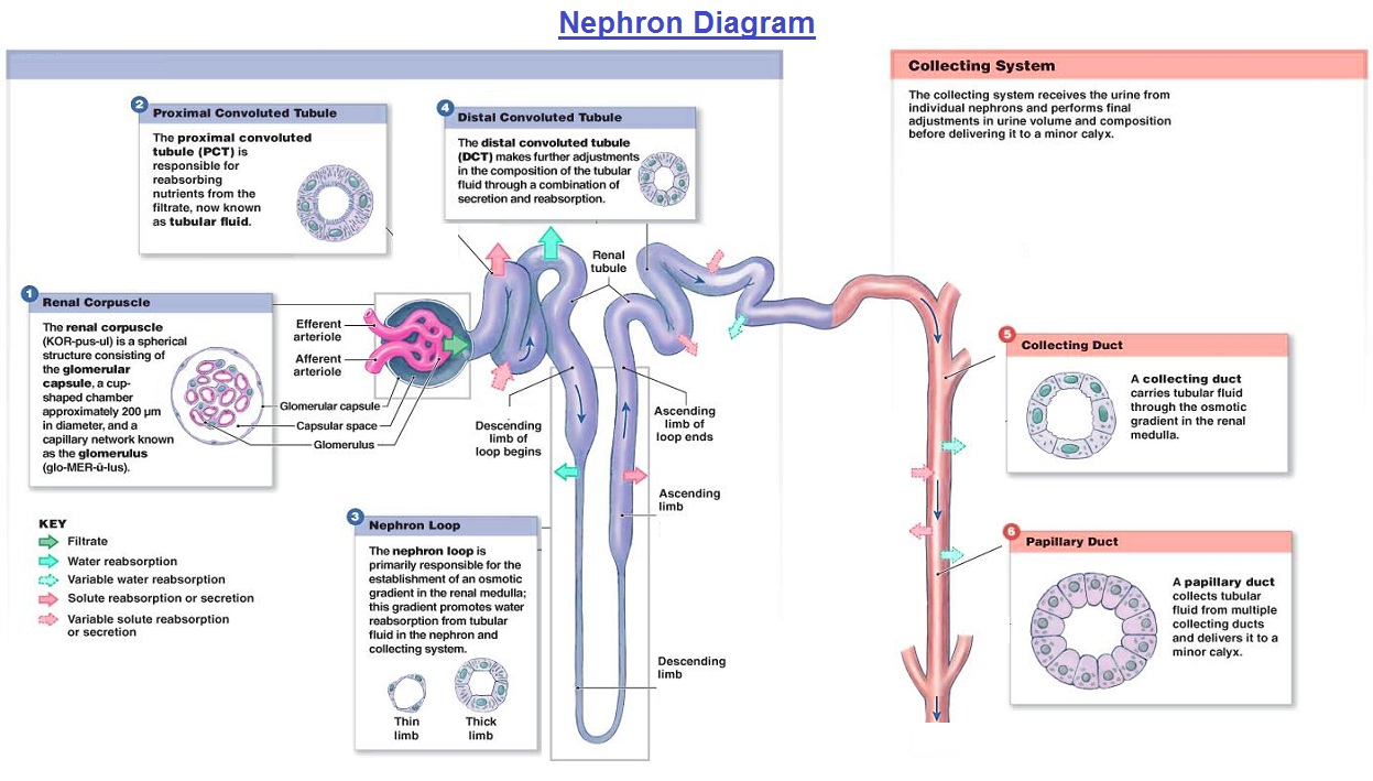 Nephron Nephron Diagram Nephron Chart Ygraph