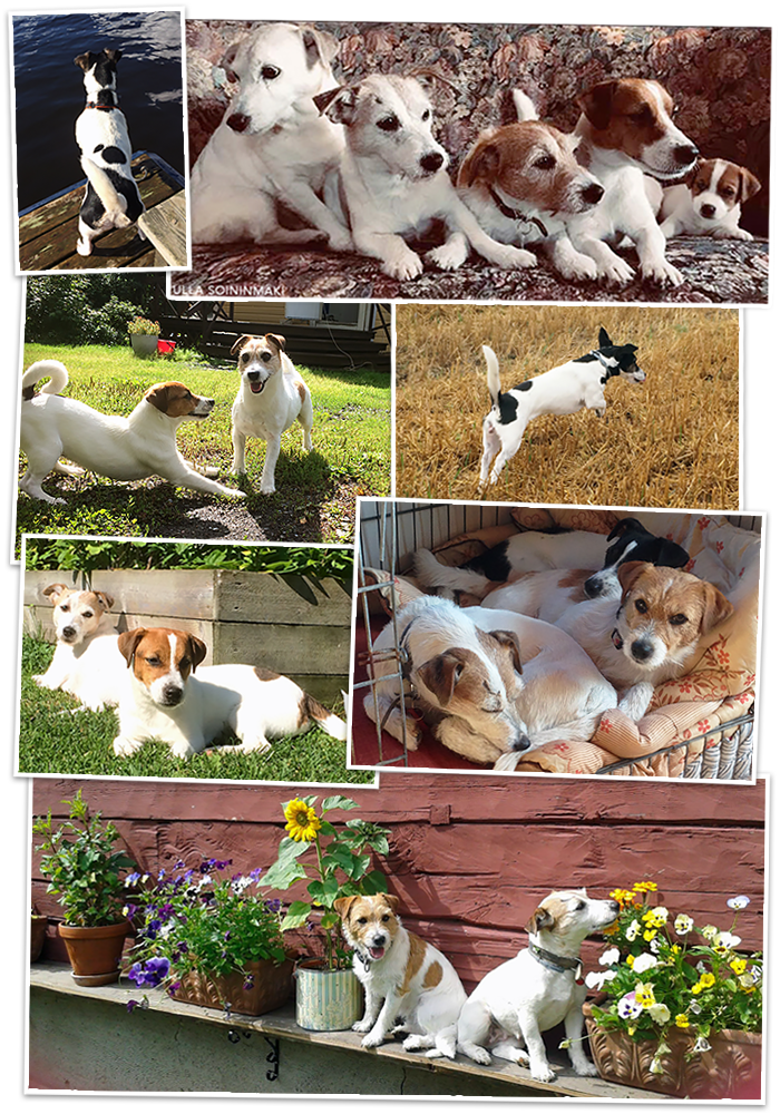 Kennel Yhenjyty Jack Russell Terriers Jackrussellinterrierit