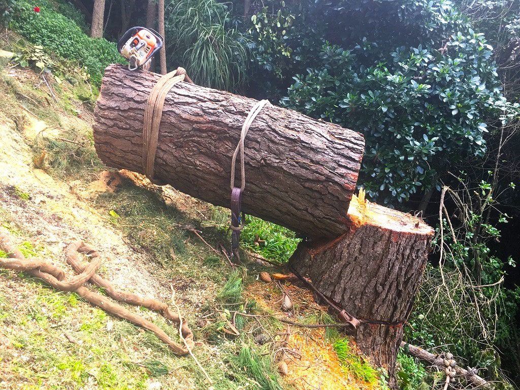 Rope for Pulling Trees Yifarope Your Ultimate Place to Ropes and Knots