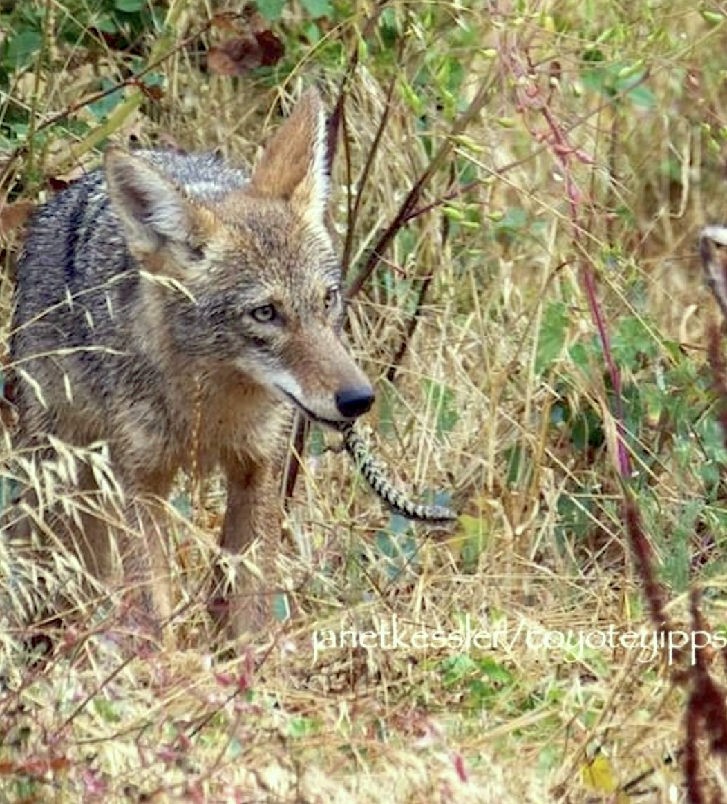 What Do Coyotes EAT Here In San Francisco? Coyote Yipps