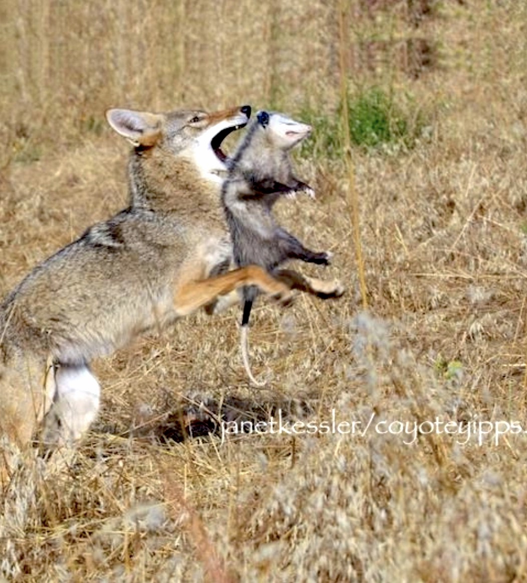 What Do Coyotes EAT Here In San Francisco? Coyote Yipps