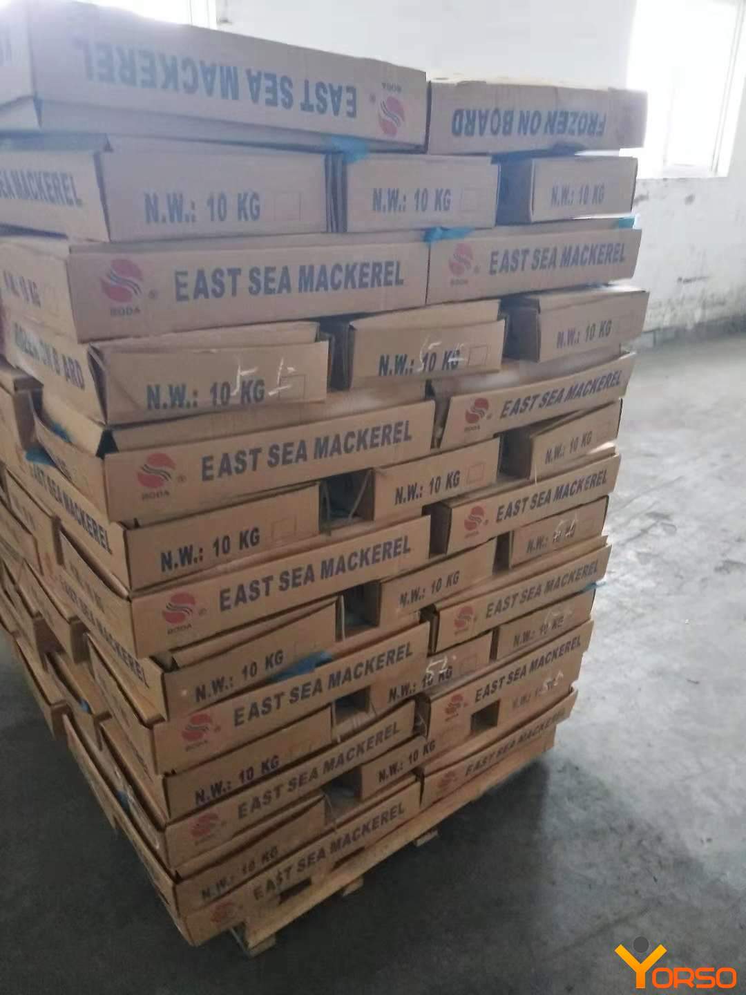 Mackerel box packaged fish 10 11 kg box YKKtrading multiservices