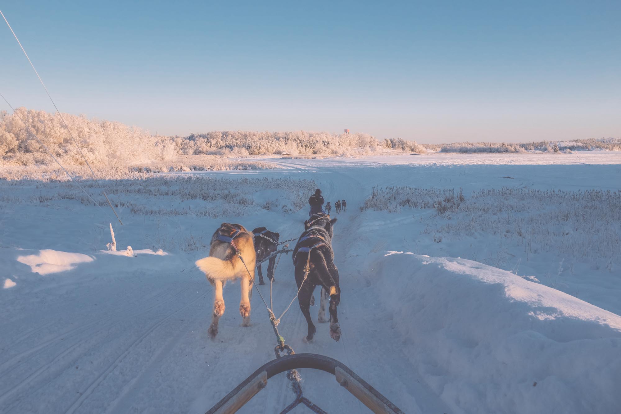 How to go Dog Sledding in Yellowknife Yellowknife Online