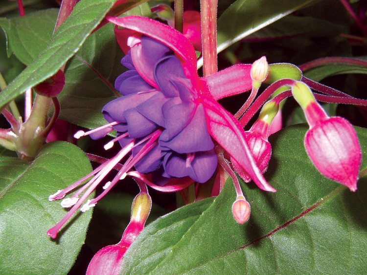 Fuchsia Dollar Princess Ymker Greenhouse and Landscaping
