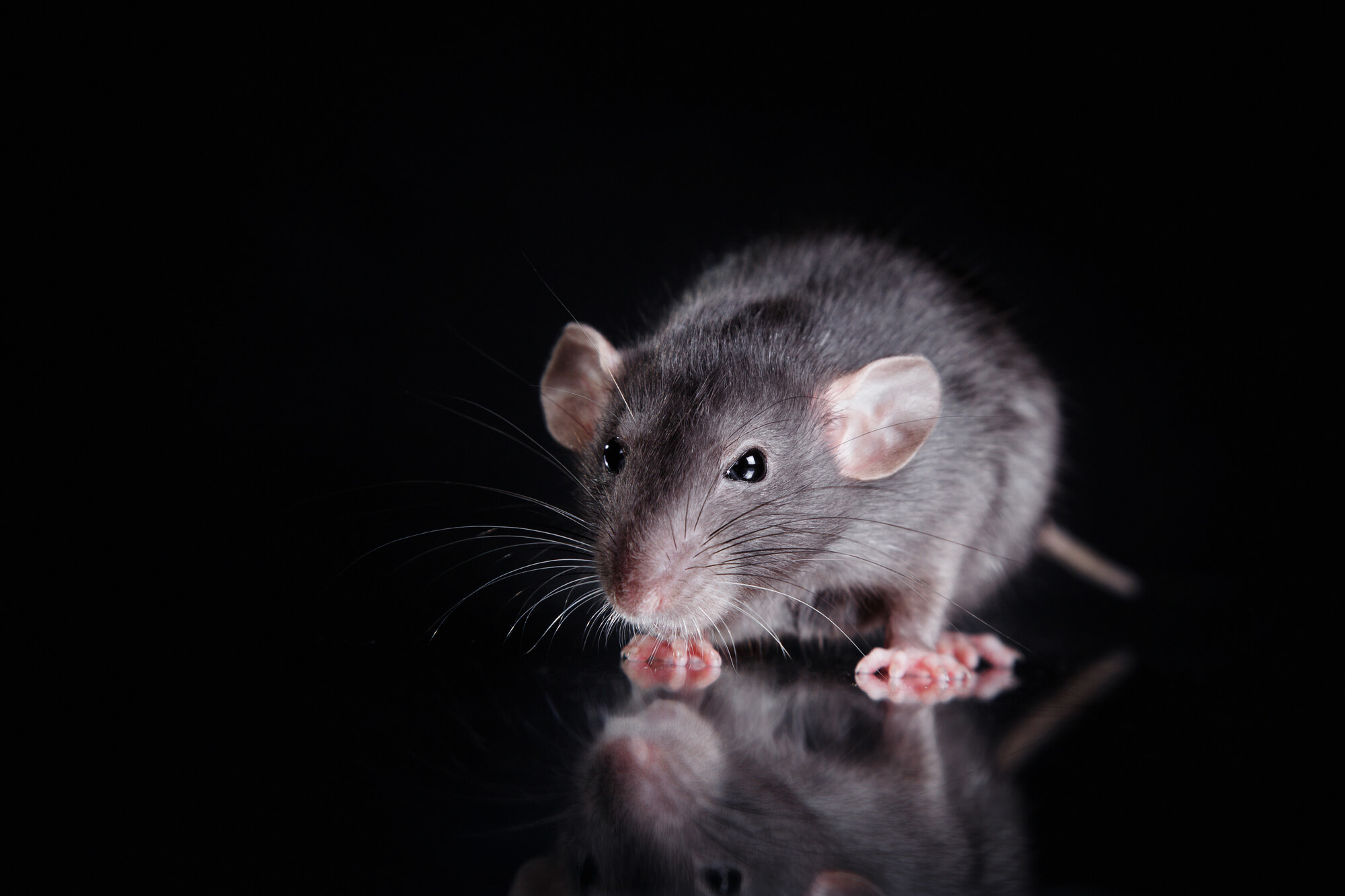 The 3 Most Common Types of Rats in Florida Command Pest Control