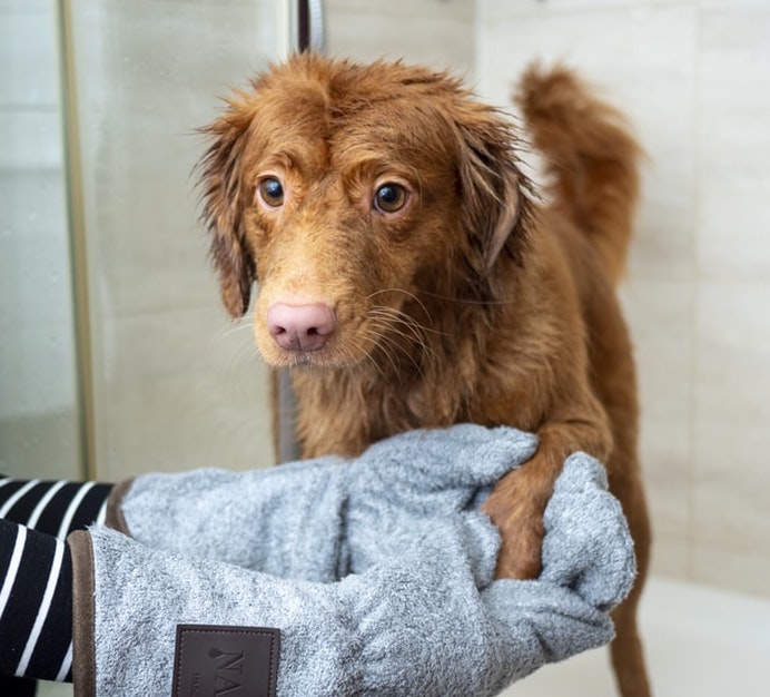 Top 5 Tips to Keeping Your House Clean with a Dog YoCanine