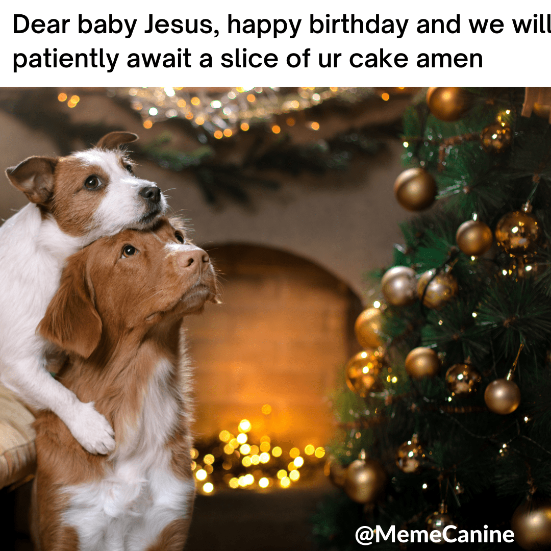 12 Christmas Dog Memes Dog Mom Humor YoCanine