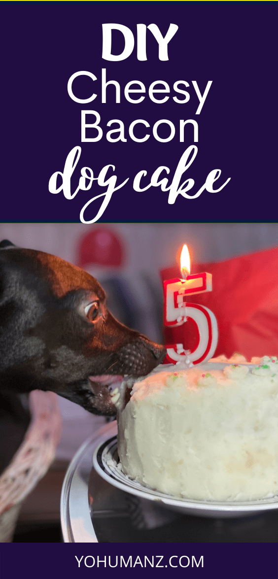 Recipe Cheesy Dog Birthday Cake with Potato Fondant YoCanine