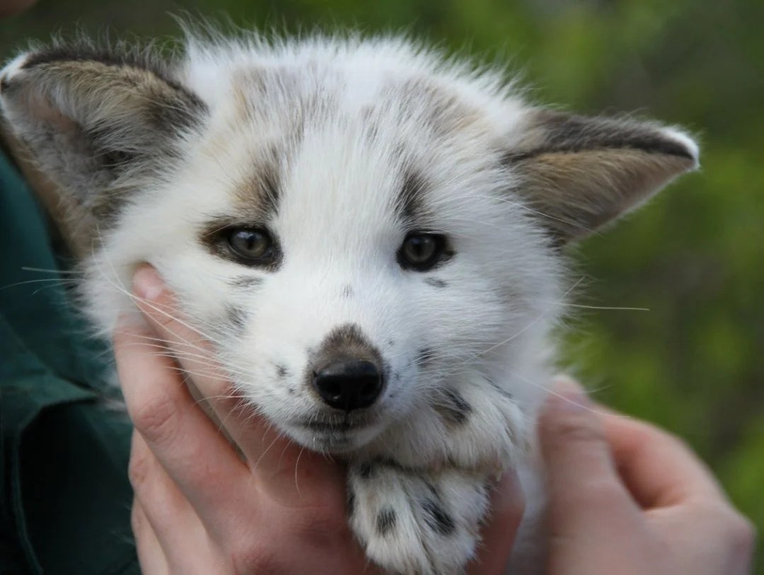 Beauty In The Beast Meet The Canadian Marble Fox » Yodoozy®