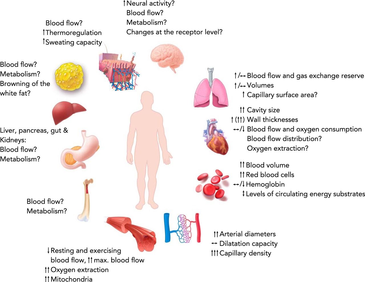 Does coldwater therapy purposely block weight gain as you age? Yoga
