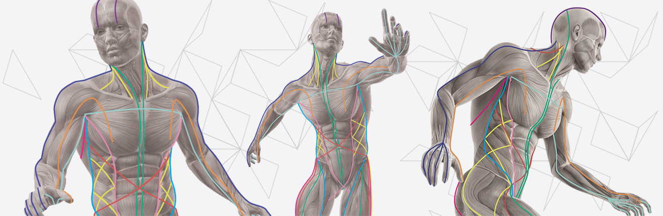 The Deep Front Line and Fascia Yoga Simpatico