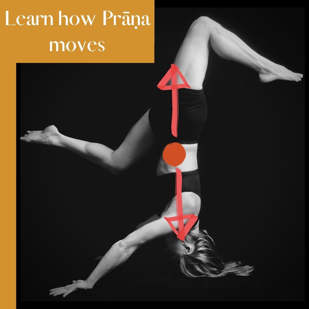 In the Service of Prāṇa Yogavahi Ayurveda & Yoga San Luis Obispo