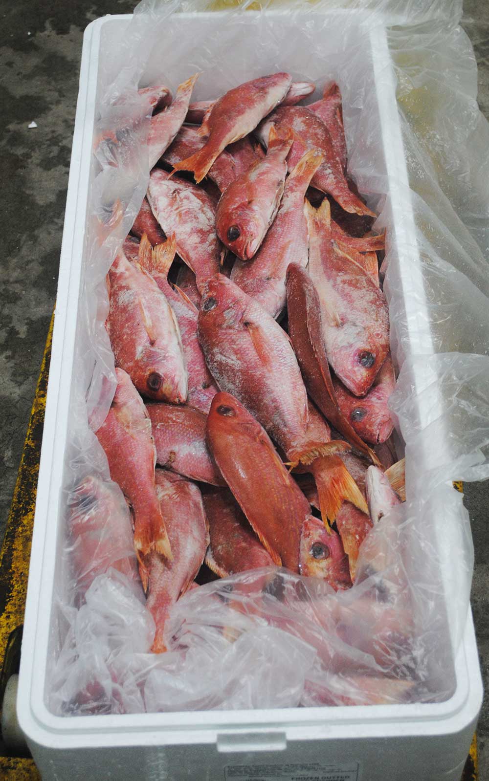 Frozen Caribbean Red Snapper (Atlantic) Yokota USA Atlantic Seafoods