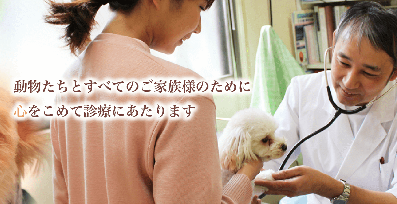 働く動物 298004働く動物 猫