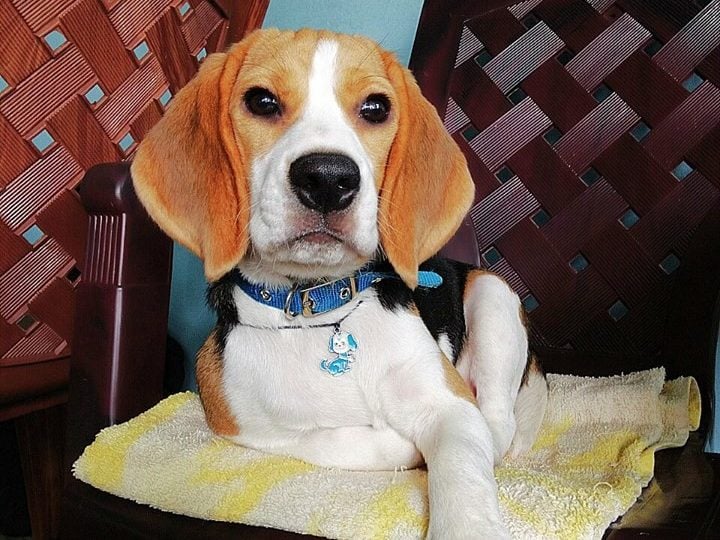 How Much Sleep Does a Beagle Need? (11 Beagle Sleep Tips) Yolo Pooch