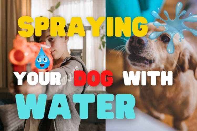 When To Spray a Dog with Water How To & Warnings Yolo Pooch