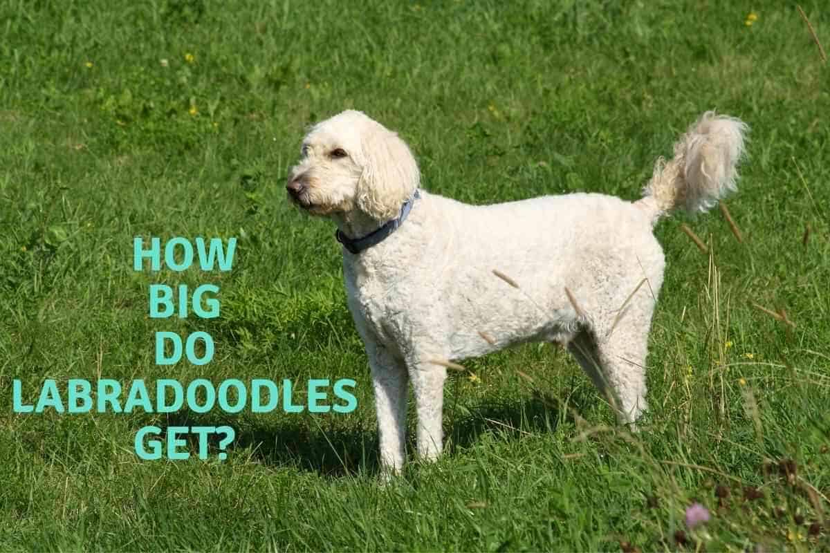 Do Labradoodles Change Colors? Yolo Pooch