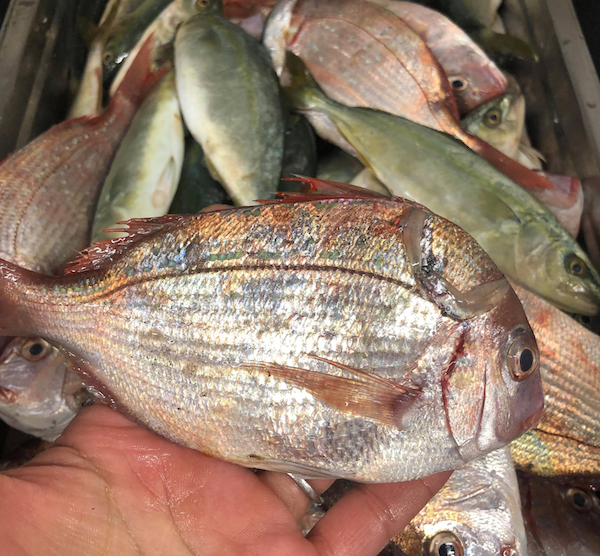 規格外、珍しい、流通の都合…理不尽な理由で捨てられる「未利用魚」。コロナ禍で注目を集める活用法とは？ 捨てない食卓 よみタイ