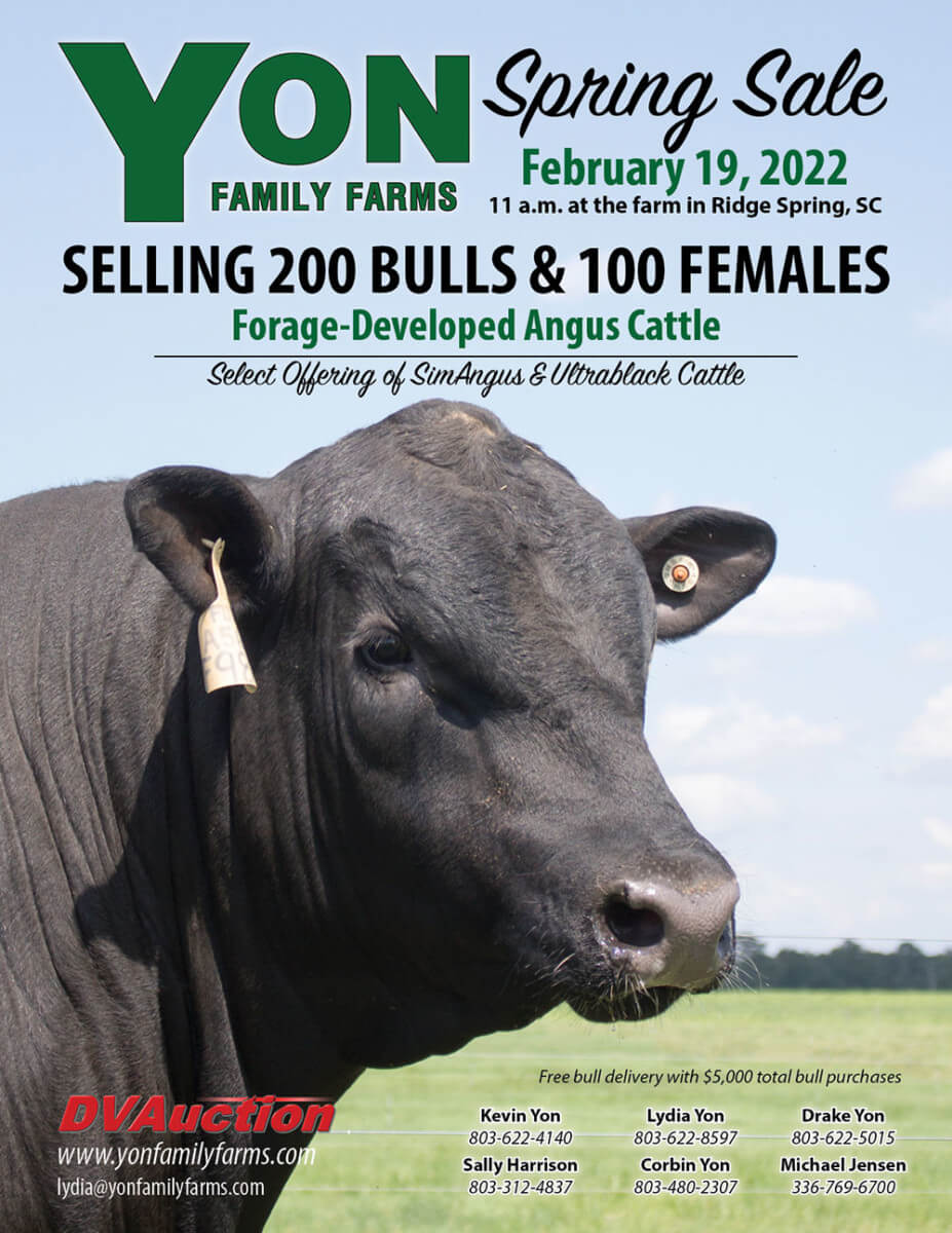 Spring Sale YON Family Farms Seedstock Operation Ridge Spring, SC