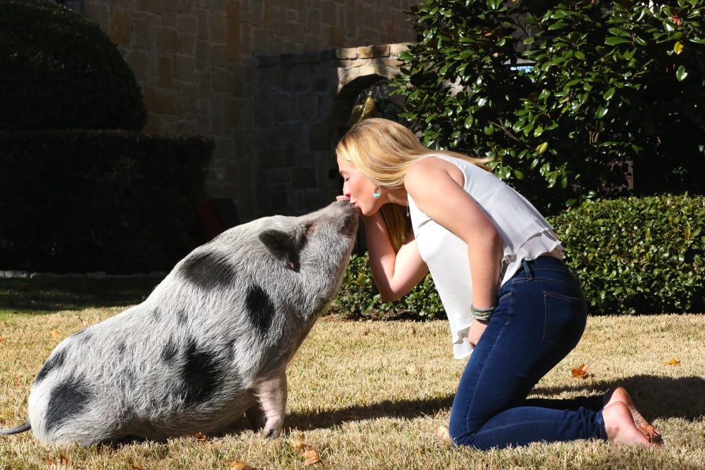 the pros and cons of having a pet pig, by KB yooou!