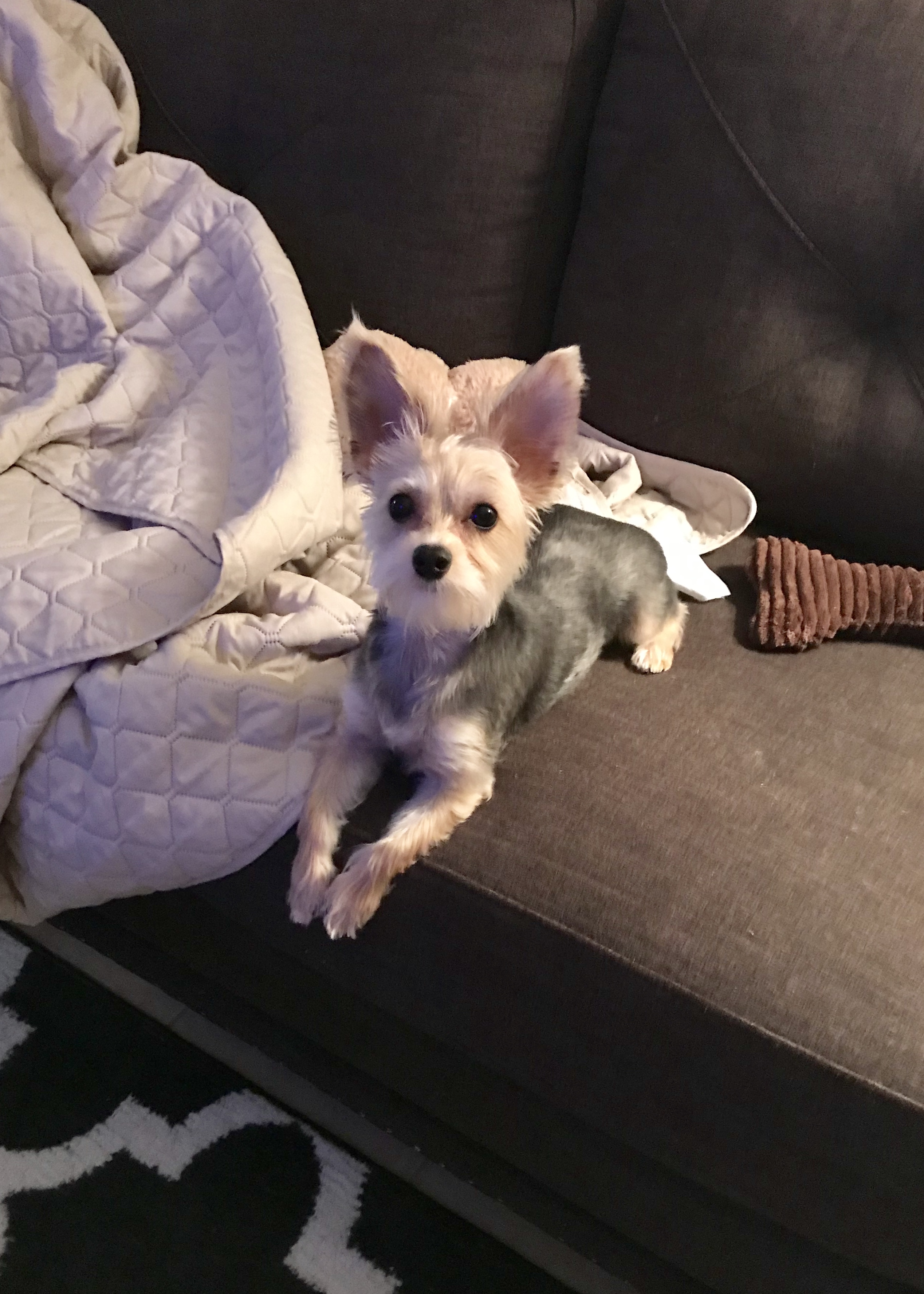 Yorkie Profile Pixie the Hint of CotondeTulear Yorkie Yorkie Advice