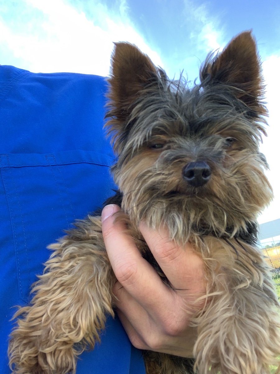 Gallery Yorkies For Sale in Idaho