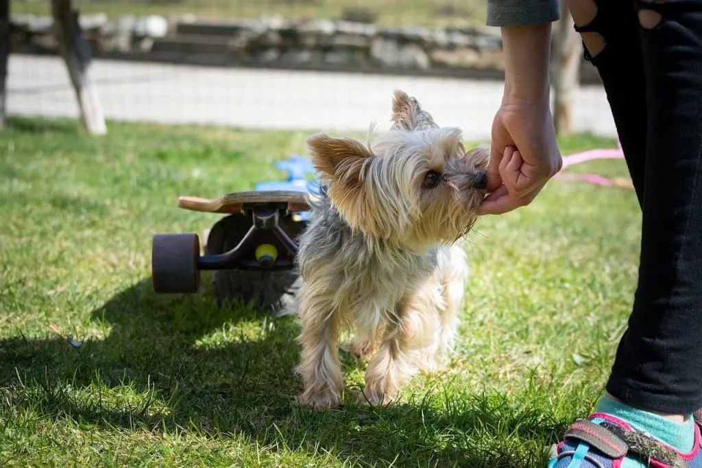 How to Stop a Yorkie from Biting Yorkie Universe
