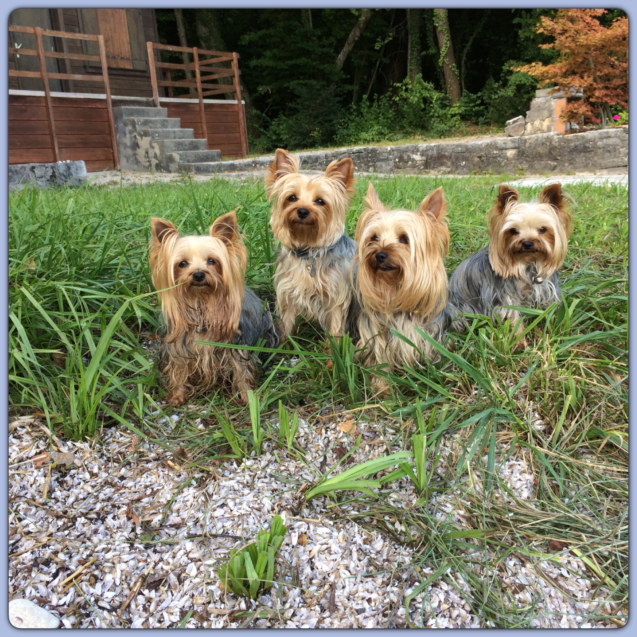 Les dernières baignades au lac Elevage de Yorkshire Terrier Des
