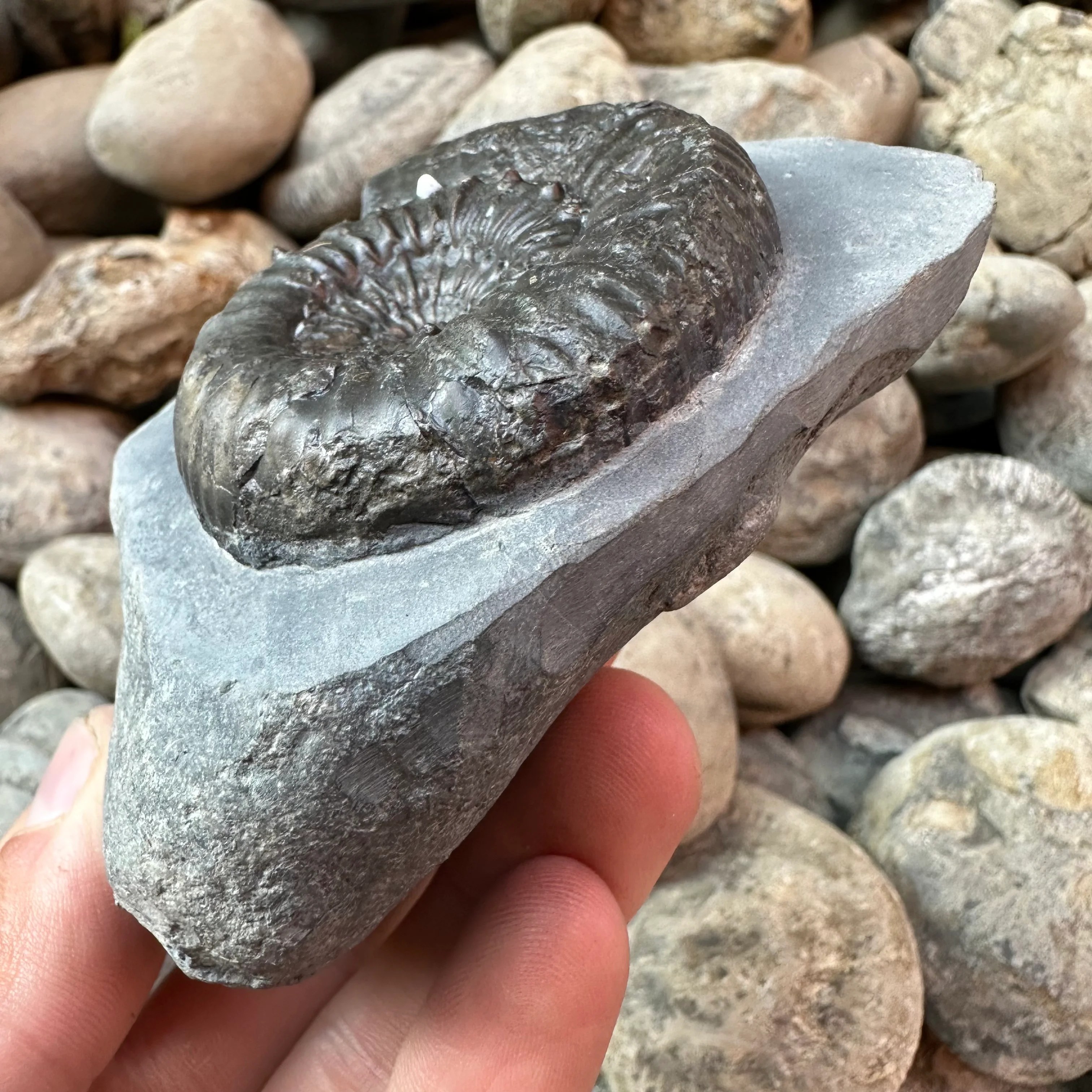 Peronoceras Subarmatum ammonite fossil Whitby, North Yorkshire Juras