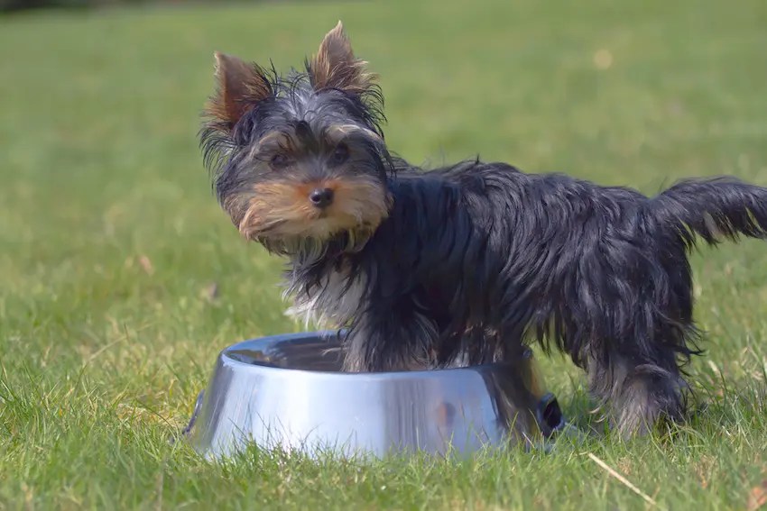"Dealing With Yorkshire Terrier Water Drinking Problems A Helpful Guide"