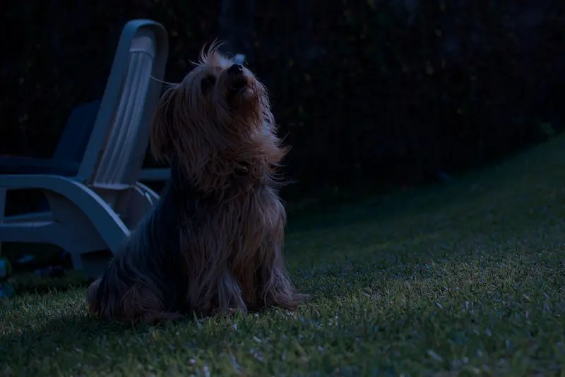 How To Stop Your Yorkie From Barking At Night Effective Tips And Tricks