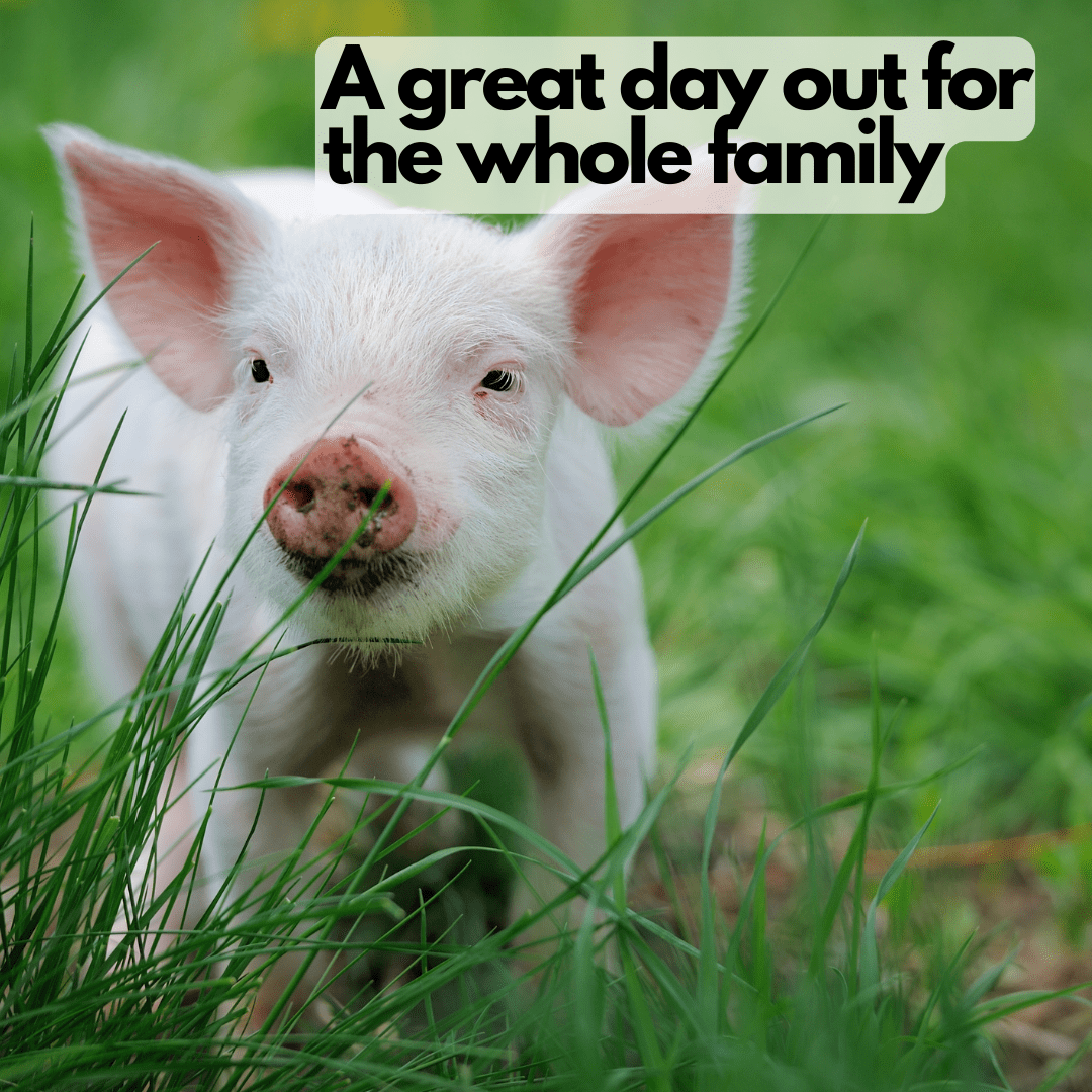 Piglets Adventure Farm, York Yorkshire.Uncovered