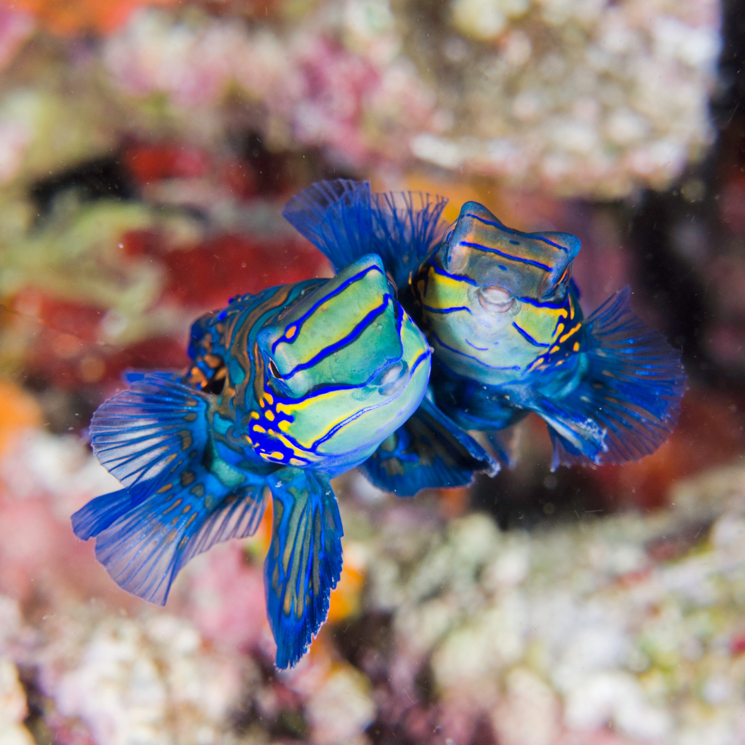 Mandarin Fish Critter of the Vibrant Lembeh Yos Dive Lembeh