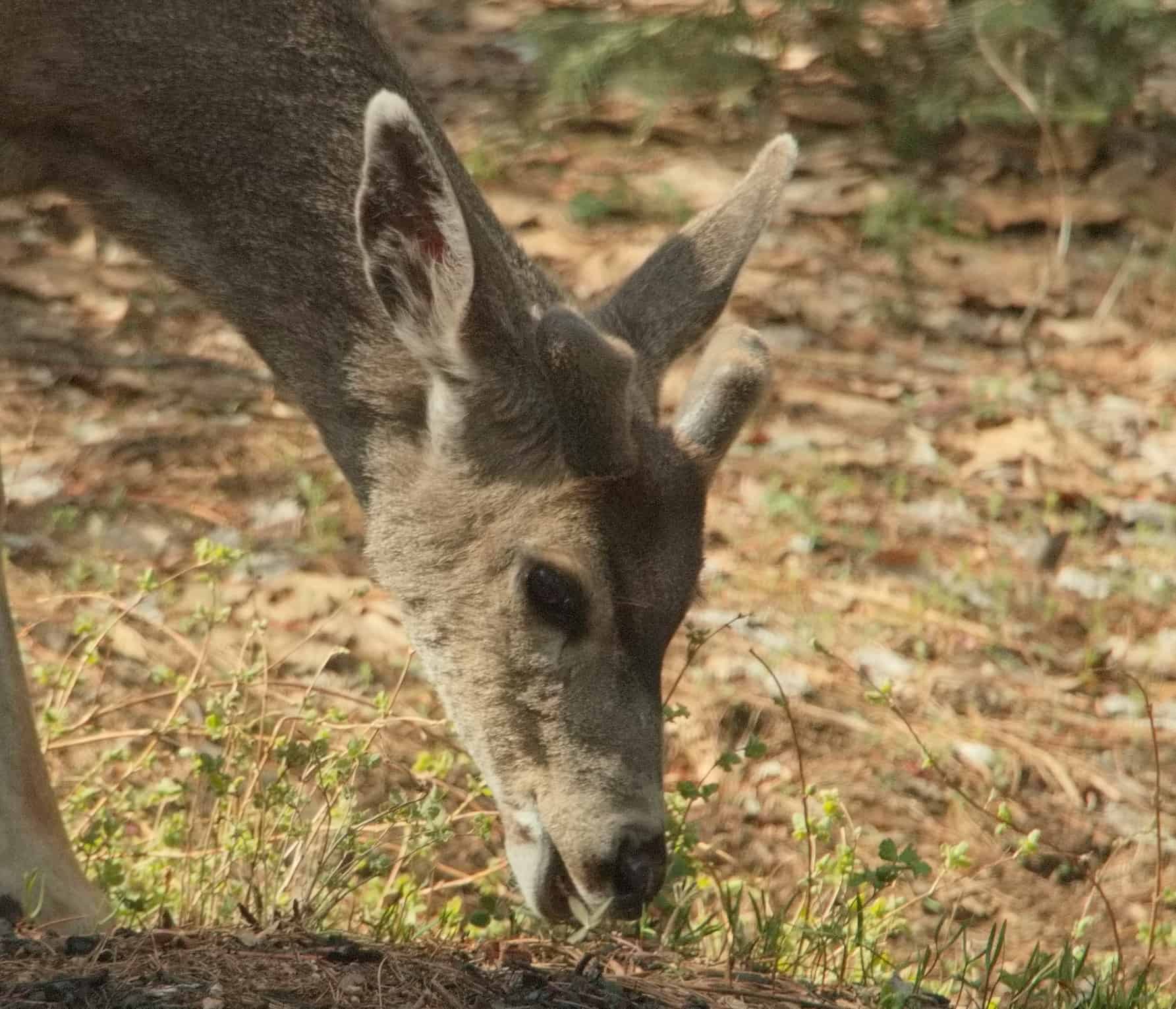 All About Antlers! Alpine Escape Yosemite Rental