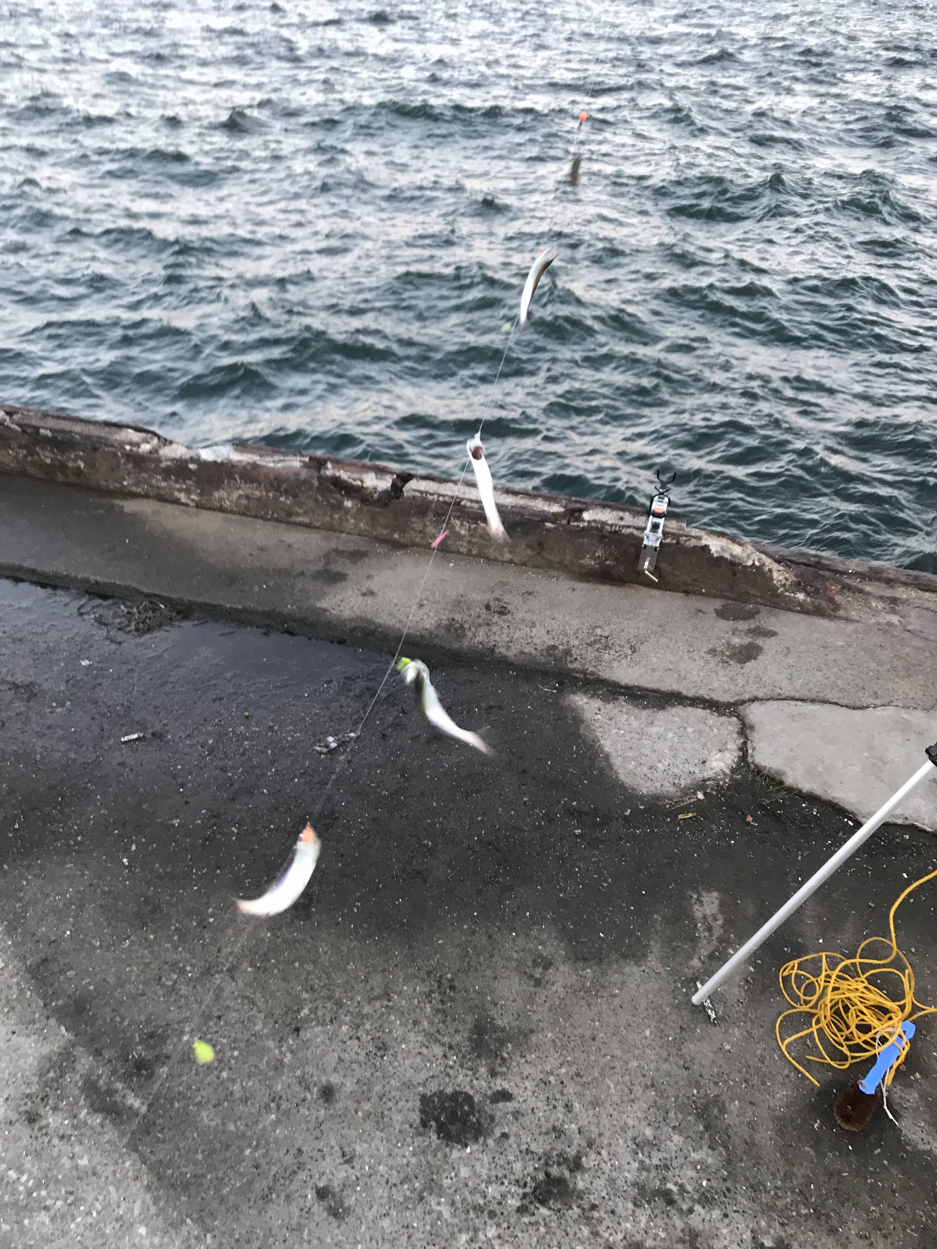 袖ヶ浦 五目釣り なんとなく日々徒然と