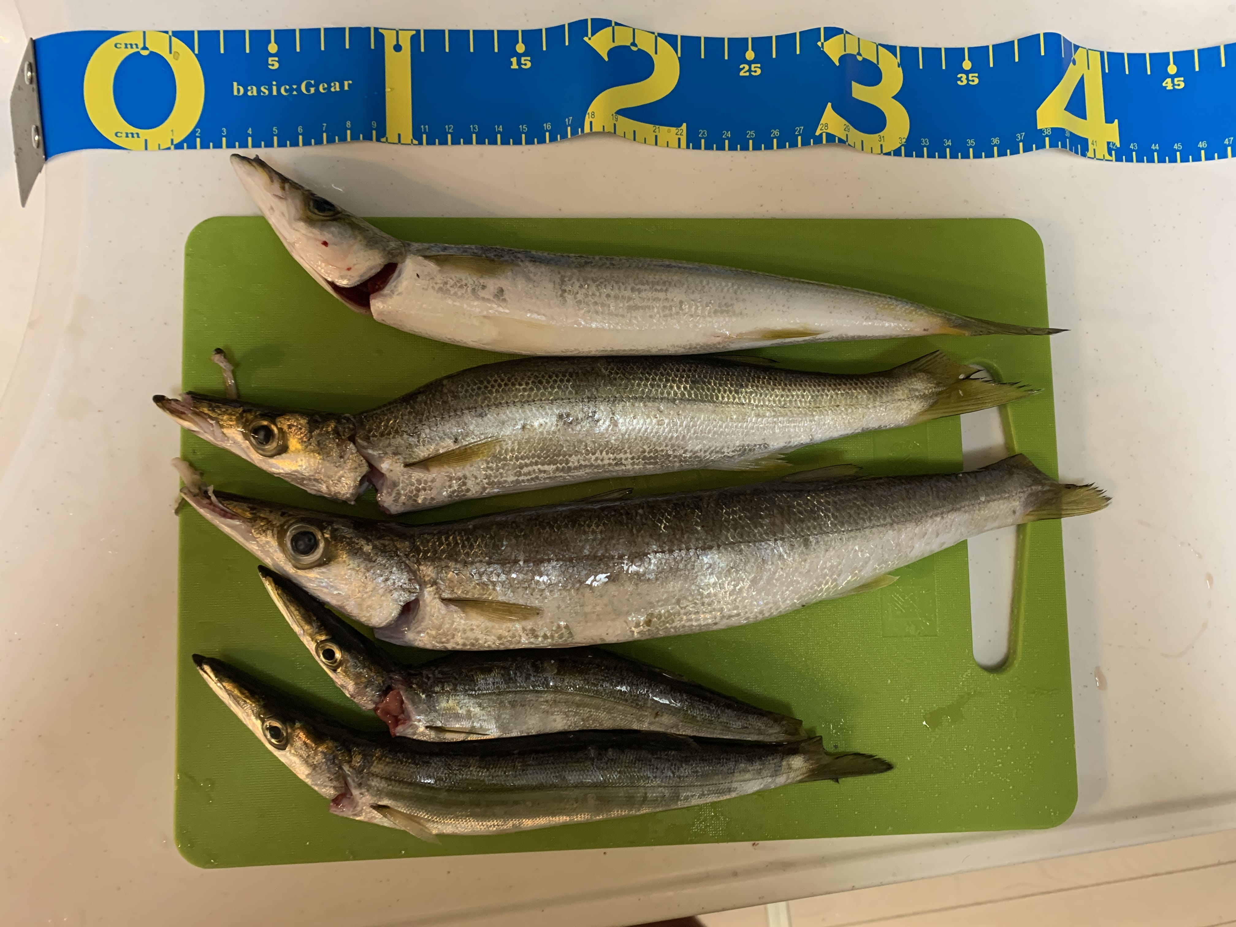 9月19日 葉山 ボート釣り カマス なんとなく日々徒然と