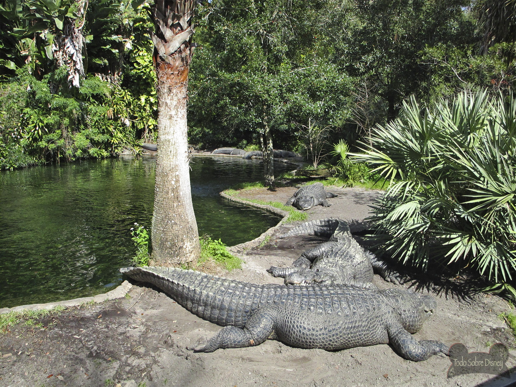 Busch Gardens Tampa Wanderer Yoss