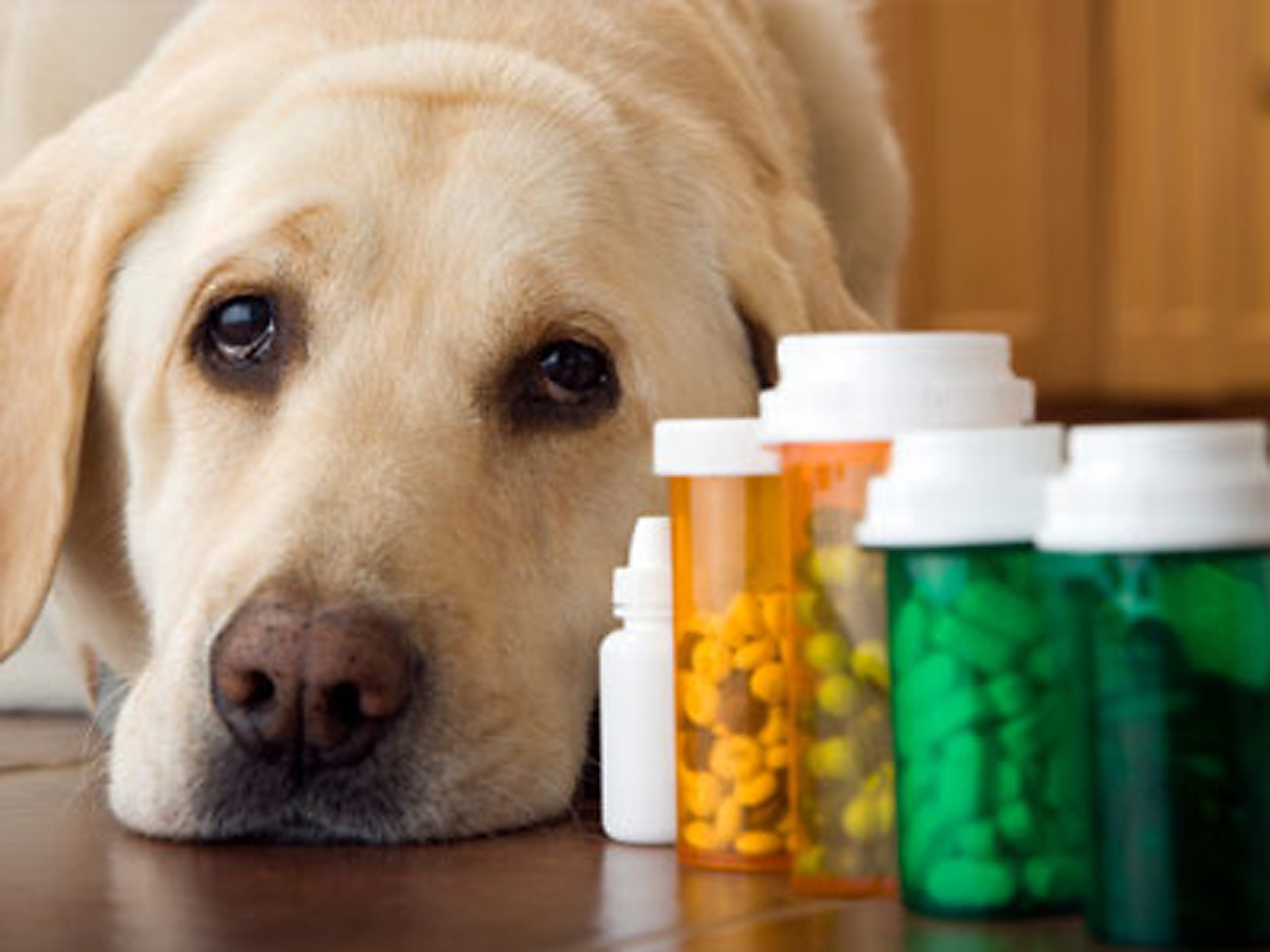 Budget medications How to save money on pet prescriptions • Current