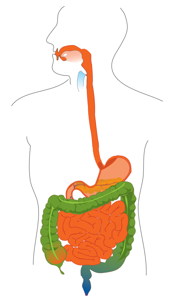Digestive Problems Signs and Symptoms You Are NOT What You Eat