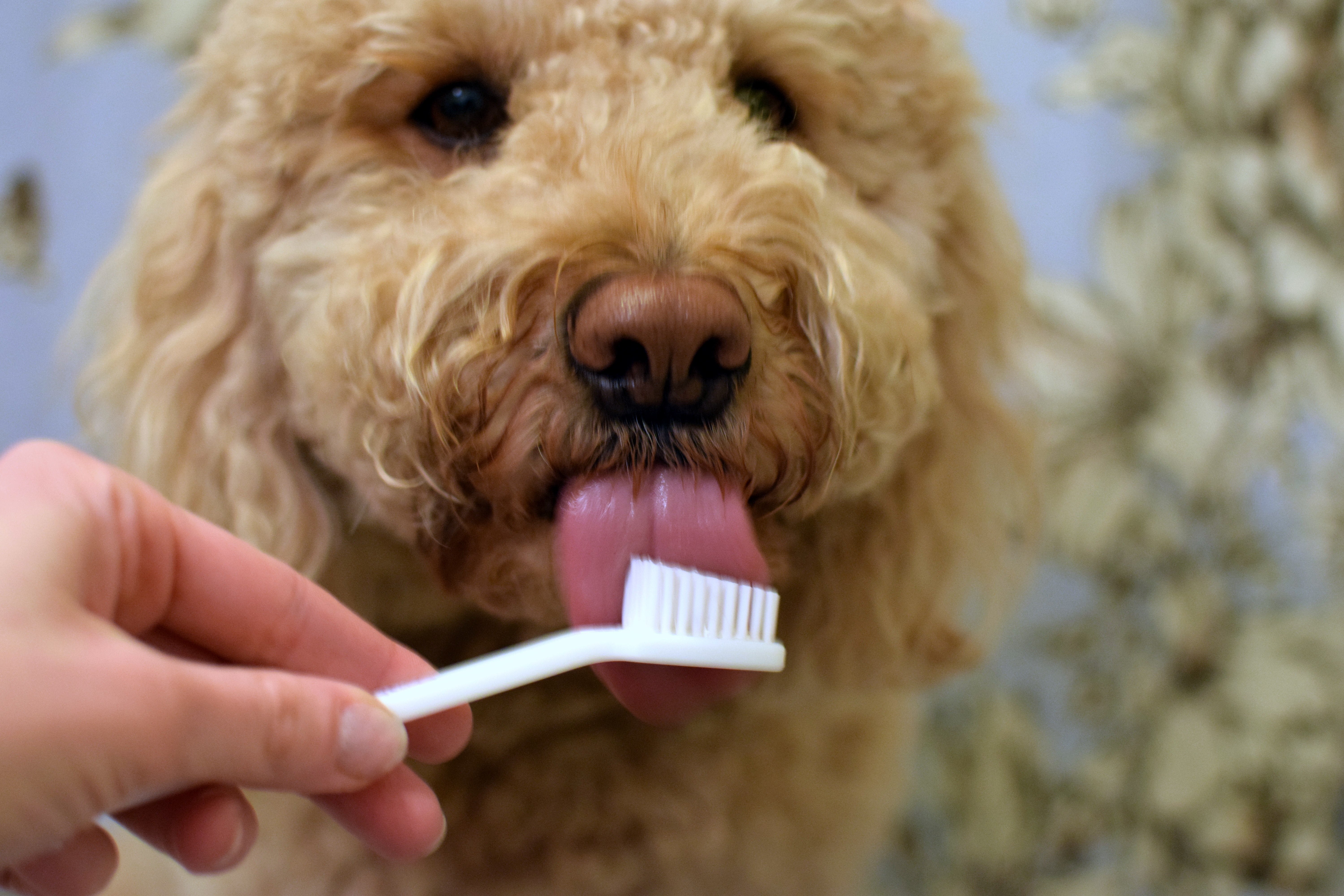 Why (& how) I brush my dog’s teeth You Bet Your Pierogi