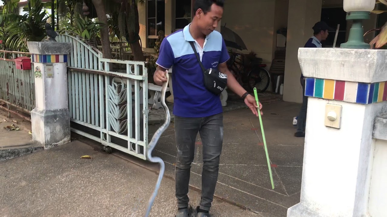 Catchingacopperheadracersnake You Can With Kids